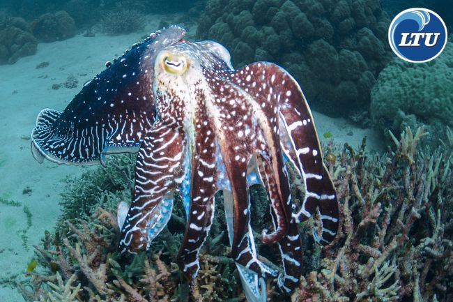 7 Incredible Facts Of Cuttlefish 